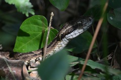 Bothrops