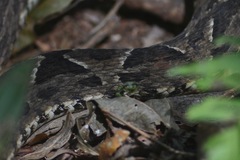 Bothrops