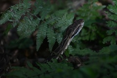 Bothrops