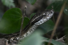 Bothrops