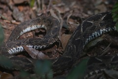 Bothrops