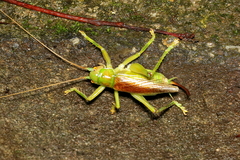 Eugryllacris