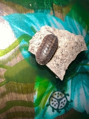 Armadillidium