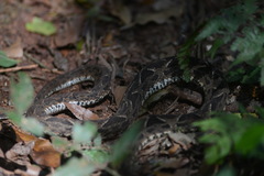 Bothrops