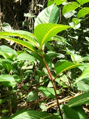 Sanchezia parvibracteata