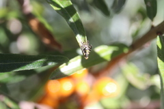 Aceria hippophaena