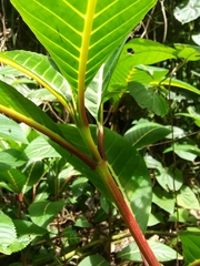 Sanchezia parvibracteata