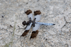 Plathemis subornata