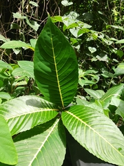 Sanchezia parvibracteata