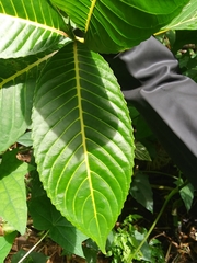 Sanchezia parvibracteata