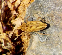 Coniocleonus excoriatus