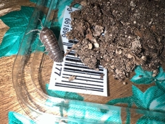 Armadillidium