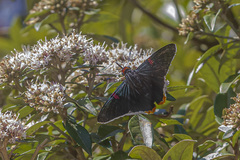 Phocides polybius phanias