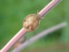 Peribalus strictus vernalis