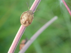 Peribalus strictus vernalis