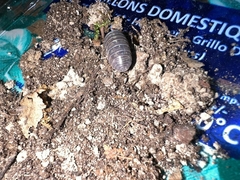 Armadillidium