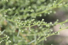 Artemisia campestris maritima