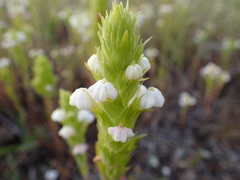 Castilleja rubicundula rubicundula