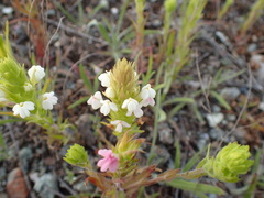 Castilleja rubicundula rubicundula