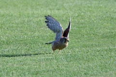 Falco tinnunculus dacotiae