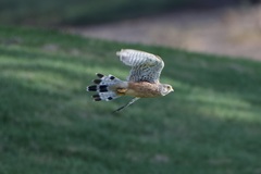 Falco tinnunculus dacotiae