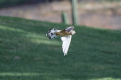 Falco tinnunculus dacotiae