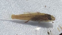 Tautogolabrus adspersus