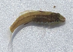 Tautogolabrus adspersus