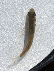 Tautogolabrus adspersus