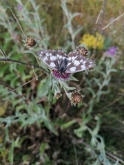 Melanargia galathea