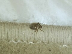 Eysarcoris ventralis