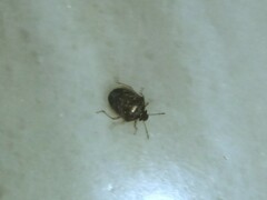 Eysarcoris ventralis