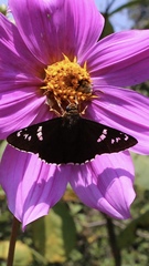 Apyrrothrix araxes araxes