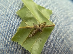 Furia ithacensis