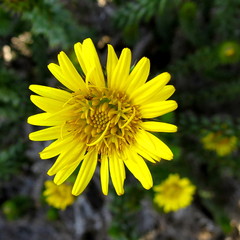 Cullumia carlinoides