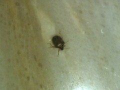 Eysarcoris ventralis