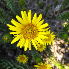 Cullumia carlinoides