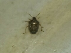 Eysarcoris ventralis