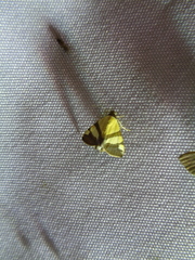 Eulepidotis julianata