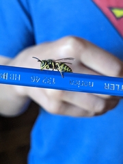 Vespula pensylvanica