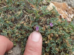 Astragalus kentrophyta