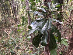 Planchonella pohlmaniana