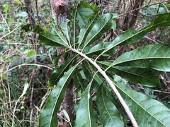 Planchonella pohlmaniana