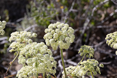 Angelica lineariloba