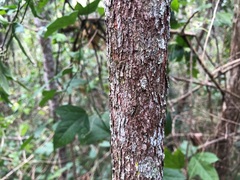 Planchonella pohlmaniana