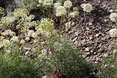 Angelica lineariloba