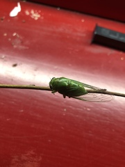 Okanagana viridis