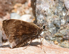 Cogia caicus