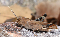 Tomonotus ferruginosus