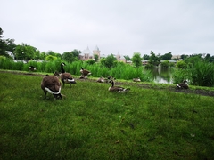 Branta canadensis